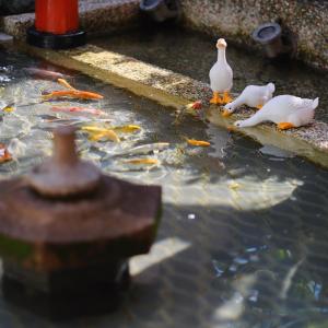 吉安的住宿－愛的國度民宿，两个鸭子在池塘里放风筝