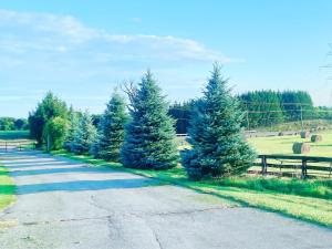 a road with christmas trees and a fence at Large Estate 3 Bedroom Luxury Villa in King City