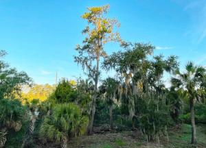 a group of palm trees in a field at 4bed/4bath Home + Spa Midway to Savannah & Tybee Island in Savannah