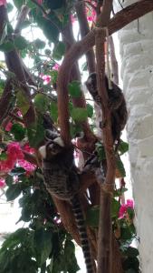 un gruppo di bradipi che dormono su un albero di Suíte / Falesias de Carapibus a Conde