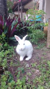 a white rabbit is sitting in the yard at Suíte / Falesias de Carapibus in Conde