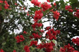 7 Pines Kasauli外面的花园