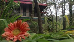 7 Pines Kasauli外面的花园