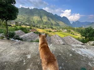 um cão sentado numa rocha a olhar para as montanhas em Du Gia Cozy Homestay & Tours em Làng Cac