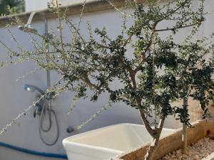 a small bonsai tree in a bath tub at Holiday Home Eurovillage in Torre Lapillo