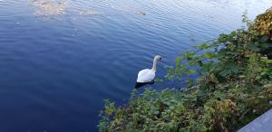 a white swan swimming in a body of water at Idyllic flat over River Lea in London