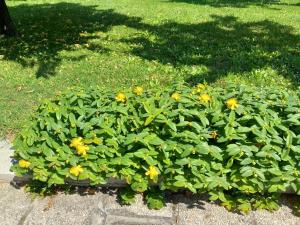 カステル・マッジョーレにあるAl sit ed Marinoのギャラリーの写真