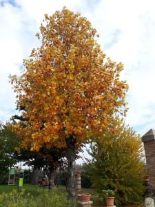 カステル・マッジョーレにあるAl sit ed Marinoのギャラリーの写真