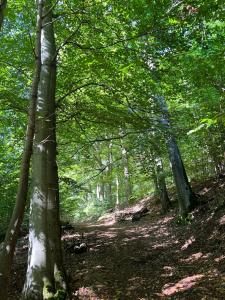 a trail in a wooded area with trees at 7Rooms in Telnice