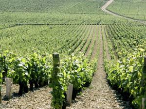 a field of green plants with a dirt road at hotelF1 Dijon Nord in Dijon