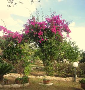 Garden sa labas ng Avolamare: apartment il Mandarino.