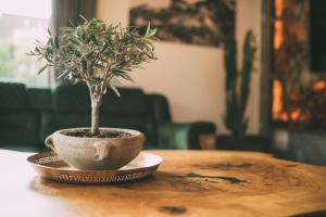 a small tree in a bowl on a wooden table at Private Spa & Garden Alpi in Garmisch-Partenkirchen