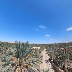 an aerial view of a beach with palm trees at Siwa star in Siwa