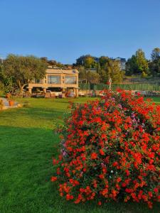 un arbusto de flores rojas con una casa en el fondo en O Balcon Do Oitaven, vuestra finca privada en Galicia, en Pontevedra