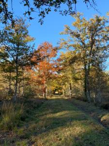 een pad door het bos in de herfst bij Une chambre au Pré des fées in Salbris