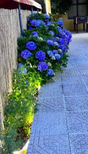 a line of blue flowers in a garden at A Cista in Vila da Ponte