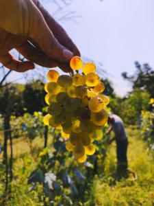Bild i bildgalleri på Zemarani Winery 