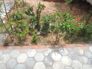 A garden outside Bunyong Homestay