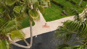 an overhead view of a woman sitting in a chair under a palm tree at INNSiDE by Meliá Fuerteventura – Adults Only in Costa Calma