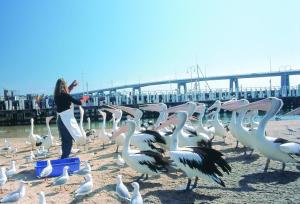 a woman standing next to a flock of birds on the beach at Quays Motel San Remo in San Remo