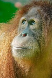 a close up of a monkey with blue eyes at Orangutan Treking Camp in Bukit Lawang