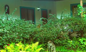 Jardin de l'établissement Hostal y Cabañas Aorangi