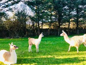 Tiere in der Ferienwohnung oder in der Nähe