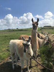 Tiere in der Ferienwohnung oder in der Nähe