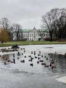 a bunch of ducks in the water in front of a building at Luna Apartment in Warsaw