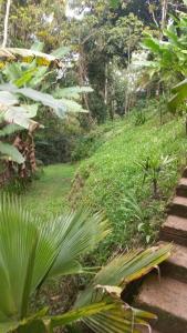 un jardín con vegetación exuberante y un camino en Pousada Rota Do Beija Flor PACOTI-CE en Pacoti