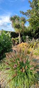 un jardin avec un palmier et quelques plantes dans l'établissement La Cabane Bohème, Maison d'hôtes Bassin d'Arcachon, à Gujan-Mestras