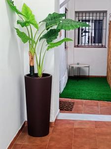 a plant in a black pot in a hallway at Casa Fluri in San Fernando