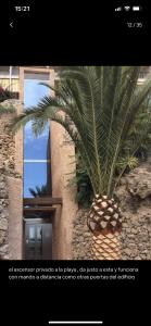 a palm tree in a pot on the side of a building at Paraíso sobre el Mar Torremolinos Santa Clara in Torremolinos
