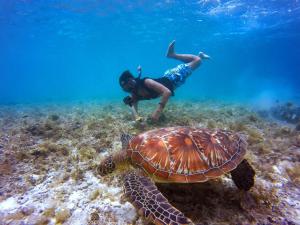 eine Person, die neben einer Schildkröte im Ozean schwimmt in der Unterkunft Empyrean Stay, Maldives in Thulusdhoo