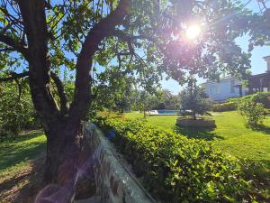 a tree in a yard with the sun behind it at Bizim Ev in Sapanca