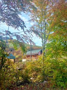 una casa en medio de un bosque con árboles en соколів камінь, en Novoselitsa