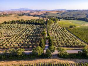 une vue aérienne sur une plantation d'arbres dans l'établissement Agriturismo Pometti - Fattoria La Selva, à Trequanda