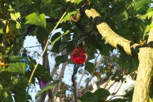 un adorno rojo colgando de una rama de árbol en Merli's Nest, en Ferrara