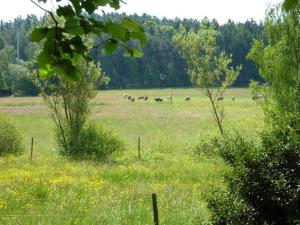 een kudde dieren die in een veld grazen bij Haus Zaunwiese in Grasellenbach