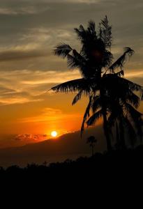 palma przed zachodem słońca w obiekcie Villa Zalakain w mieście Siquijor