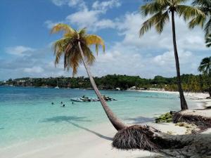 two palm trees on a beach with people in the water at Bungalow papaye in Sainte-Anne