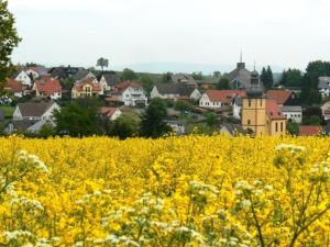a field of yellow flowers in front of a town at Ferienwohnung Am Odenwaldlimes in Vielbrunn