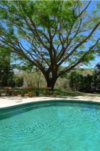 a swimming pool with a tree and picnic tables at Modern Studio/Apt overlooking Pool/Ocean view in San Juan del Sur