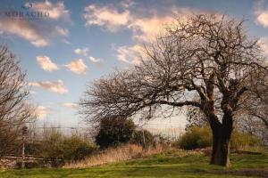un árbol en un campo con un cielo nublado en Linton, en Kinghorn