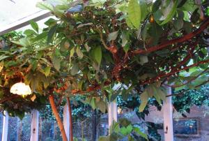 un árbol con muchas hojas y frutas en él en The Crown House Inn en Great Chesterford