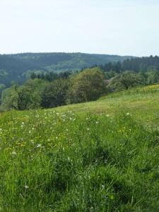 ヴァルト・ミヒェルバッハにあるHaus Waldeckの背景の緑草原