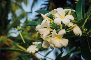 Afbeelding uit fotogalerij van Ayurveda Villa 386 in Ahungalla