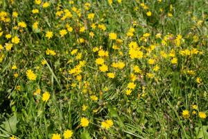 Zahrada ubytování Geldersche tuin 6 persoons