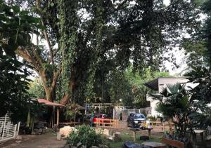 a yard with a large tree and a house at Hotel Ambrosia Lodge in Rivera