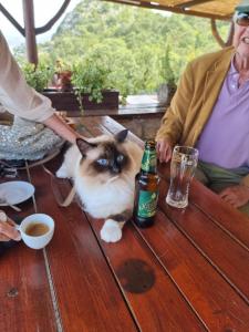 un gatto seduto su un tavolo con una bottiglia di birra di Livari Viewpoint a Livari